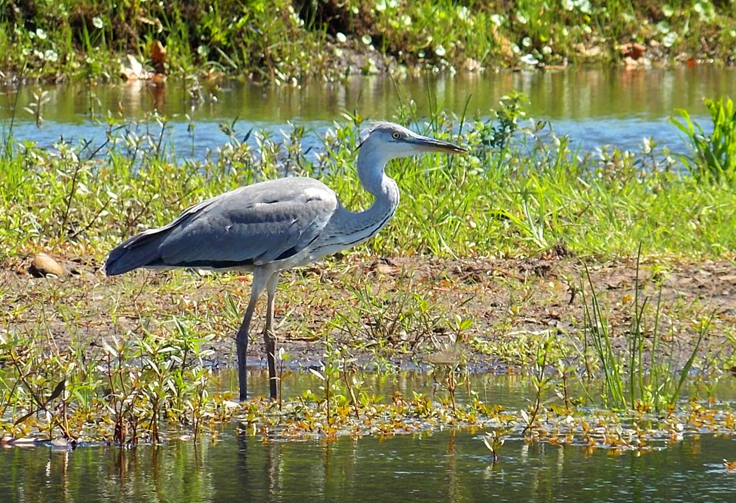 bird
